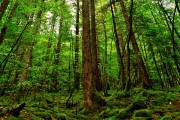 世界短道速滑科研训练模型应用示范基地第13批揭牌仪式通知，世界短道速滑锦标赛的举办时间为多久