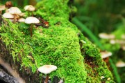 世界登山青年导师生态保护长期项目获社会企业资助，世界登山协会