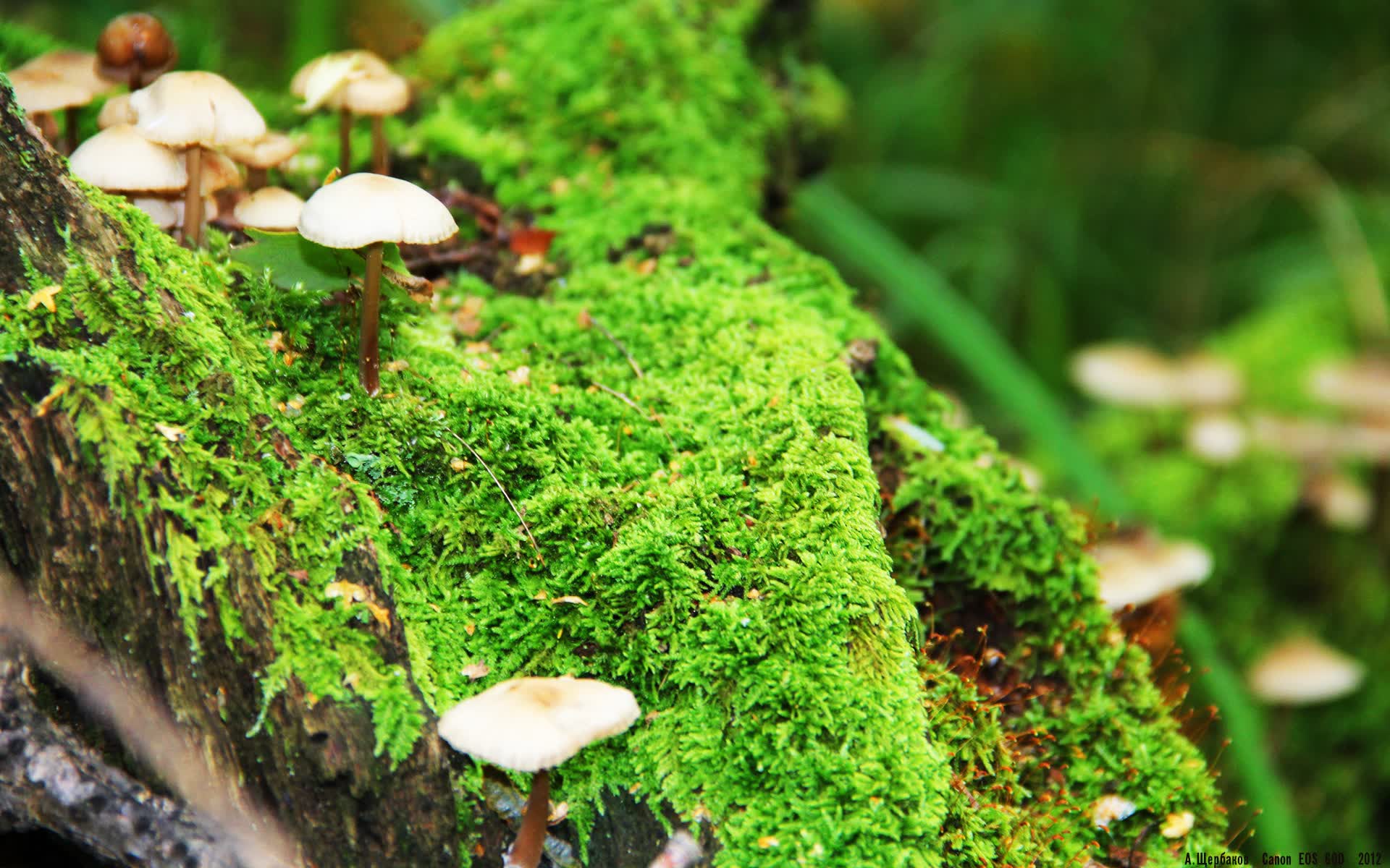 世界登山青年导师生态保护长期项目获社会企业资助，世界登山协会